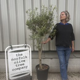 Multi-Stem Terrace & Courtyard Olive Tree | Patio Tree UK |delivery included