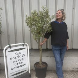 Multi-Stem Terrace & Courtyard Olive Tree | Patio Tree UK |delivery included