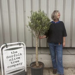 Multi-Stem Terrace & Courtyard Olive Tree | Patio Tree UK |delivery included