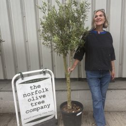 Multi-Stem Terrace & Courtyard Olive Tree | Patio Tree UK |delivery included