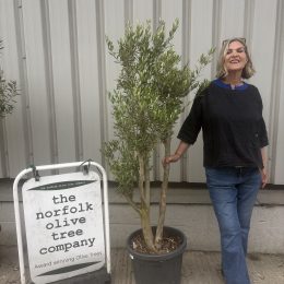 Multi-Stem Terrace & Courtyard Olive Tree | Patio Tree UK |delivery included