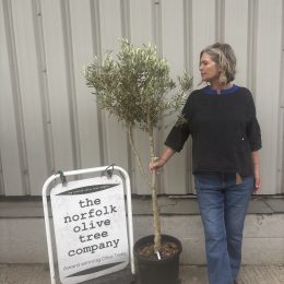 Multi-Stem Terrace & Courtyard Olive Tree | Patio Tree UK |delivery included