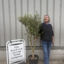 Multi-Stem Terrace & Courtyard Olive Tree | Patio Tree UK |delivery included
