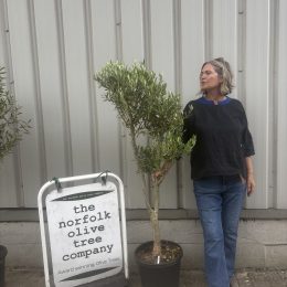 Multi-Stem Terrace & Courtyard Olive Tree | Patio Tree UK |delivery included