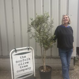 Multi-Stem Terrace & Courtyard Olive Tree | Patio Tree UK |delivery included