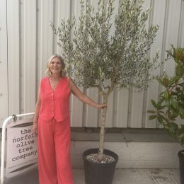 Formatively Pruned Tuscan Olive Tree with Wispy Open Crown -delivery included