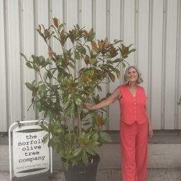 Magnolia Grandiflora ‘Gallisoniensis’ free delivery