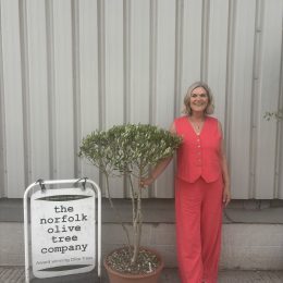 ‘Parachute’ pruned mini Italian Olive tree - delivery included.