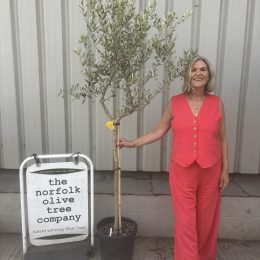 Italian Open Crown Olive Tree (2.1 m) | Natural Standard Olive Tree for Sale UK| delivery included