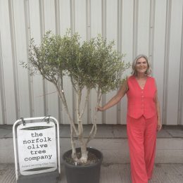 Multi-Stem Terrace & Courtyard Olive Tree | Patio & Rooftop Olive Tree UK |delivery included