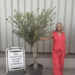 Olive Tree in Pot delivery included