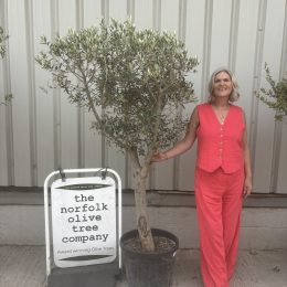 Olive Tree in Pot for Sale UK | Mature Hardy Olive Tree – Delivery Included