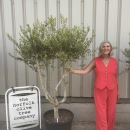 Multi-Stem Terrace & Courtyard Olive Tree | Patio & Rooftop Olive Tree UK |delivery included
