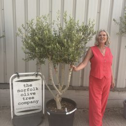 Multi-Stem Terrace & Courtyard Olive Tree | Patio & Rooftop Olive Tree UK |delivery included
