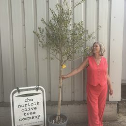Italian Open Crown Olive Tree (2.3m) | Natural Standard Olive Tree for Sale UK| delivery included
