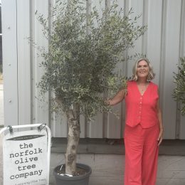 Olive Tree in Pot for Sale UK | Mature Hardy Olive Tree – Delivery Included