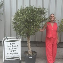 Olive Tree in Pot for Sale UK | Mature Hardy Olive Tree – Delivery Included