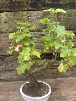 bonsai grapevine UK