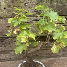 bonsai grapevine UK