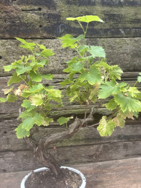 bonsai grapevine UK