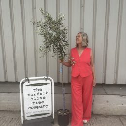 Leccio del Corno Olive Tree -Coastal & Wind-Tolerant Tuscan Variety -delivery included