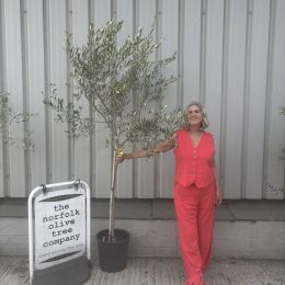 Frantoio Olive Tree – Hardy,Traditional Tuscan variety- delivery included