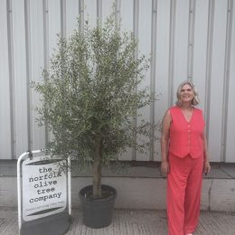 Olive Tree in Pot for Sale UK | Mature Hardy Olive Tree – Delivery Included