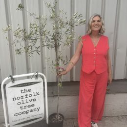 Pendolino Olive Tree – Elegant Weeping Olive Variety - delivery included.