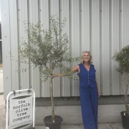Italian Open Crown Olive Tree (2.2m) | Natural Standard Olive Tree for Sale UK| delivery included