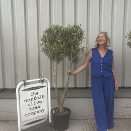 Architectural Olive tree. Delivery included.