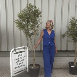 Architectural Olive tree. Delivery included.