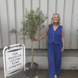 Standard olive tree. Free delivery.