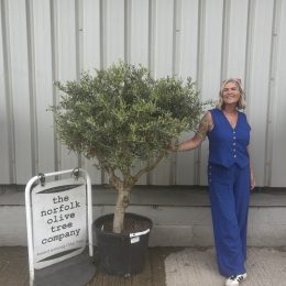 Multi-Stem Terrace & Courtyard Olive Tree | Patio & Rooftop Olive Tree UK |delivery included