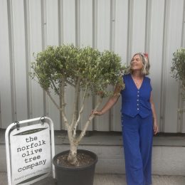 Olive Tree in Pot for Sale UK | Multistem Olive Tree – Delivery Included
