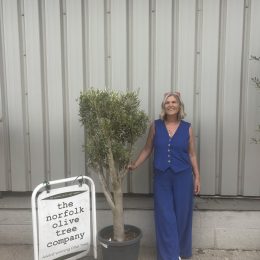 Multi-Stem Olive Tree – Architectural Garden Feature -delivery included