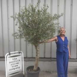 Olive Tree in Pot for Sale UK | Mature Hardy Olive Tree – Delivery Included