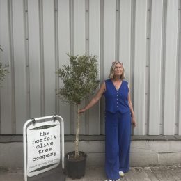 Standard olive tree. Free delivery.