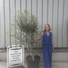 Olive Tree in Pot for Sale UK | Multistem Olive Tree – Delivery Included