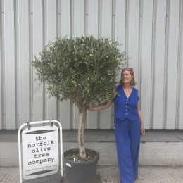Olive Tree in Pot for Sale UK | Mature Hardy Olive Tree – Delivery Included