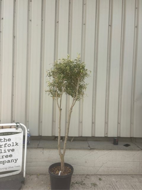 London Olive tree