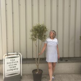 London Olive tree delivery included