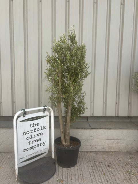 London Olive tree