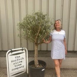 Hojiblanca Olive tree -delivery included