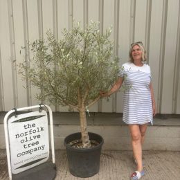 Hojiblanca Olive tree -delivery included