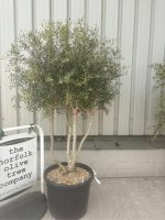 IMG_1652 Multi-Stem olive tree