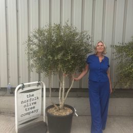 Multi-Stem Terrace & Courtyard Olive Tree | Patio & Rooftop Olive Tree UK |delivery included