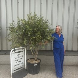 Multi-Stem olive tree