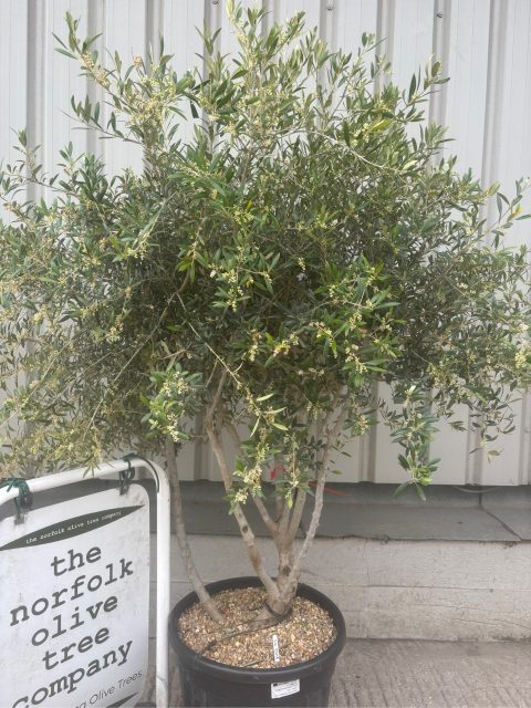 Multi-Stem olive tree