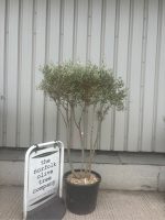 IMG_1658 Multi-Stem olive tree