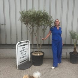 Multi-Stem Terrace & Courtyard Olive Tree | Patio & Rooftop Olive Tree UK |delivery included